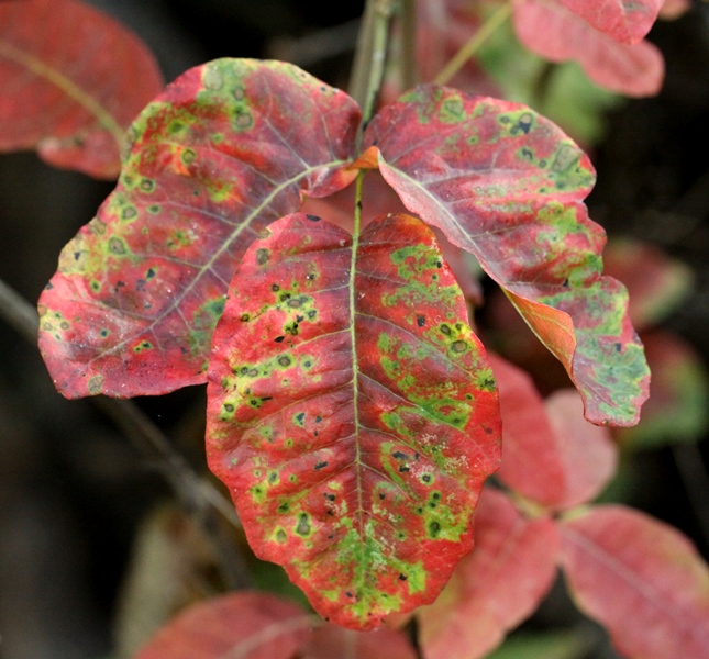 poison oak